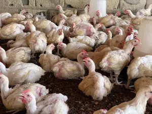 Axé Sur La Qualité Et La Fraîcheur