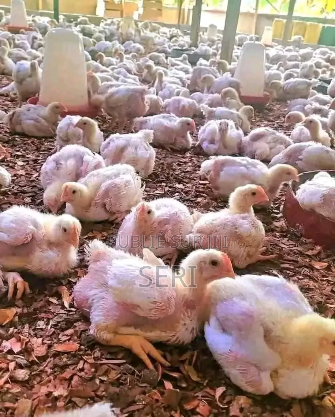 Axé Sur La Qualité Et La Fraîcheur