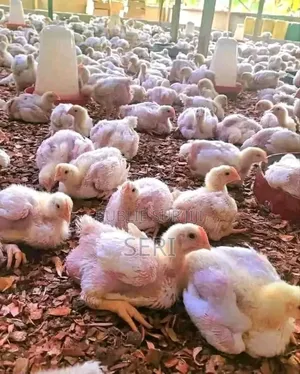 Axé Sur La Qualité Et La Fraîcheur