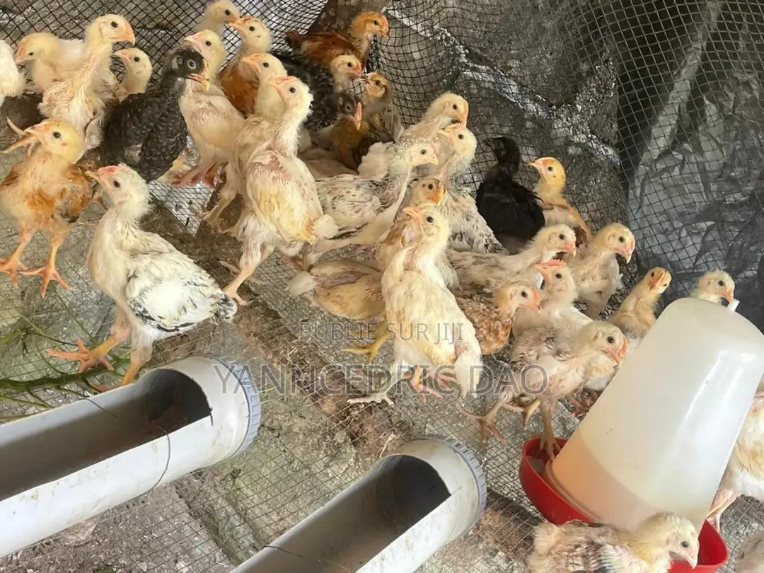 Poussin Local De Race Goliath