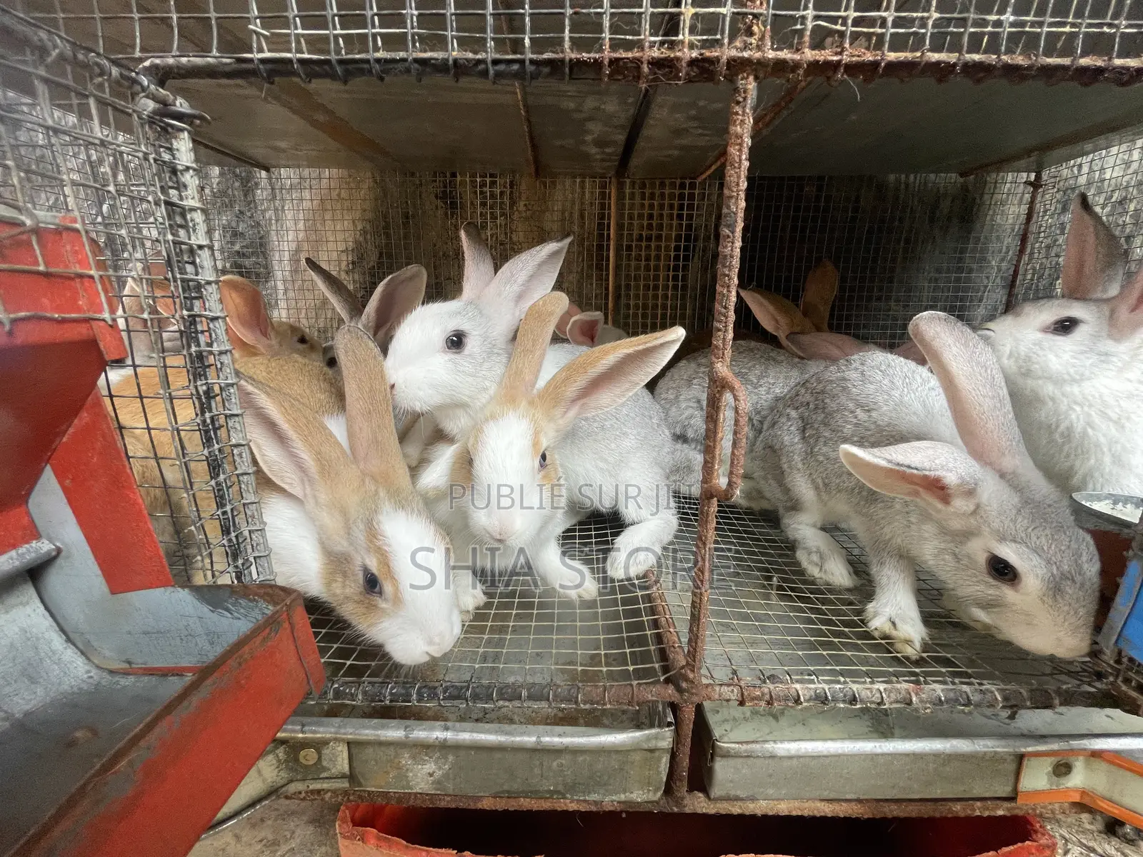Lapins Fermiers en Bonne Santé – Reproduction Et Chair Disponibles