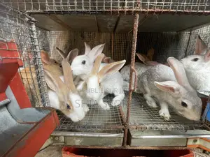 Lapins Fermiers en Bonne Santé – Reproduction Et Chair Disponibles