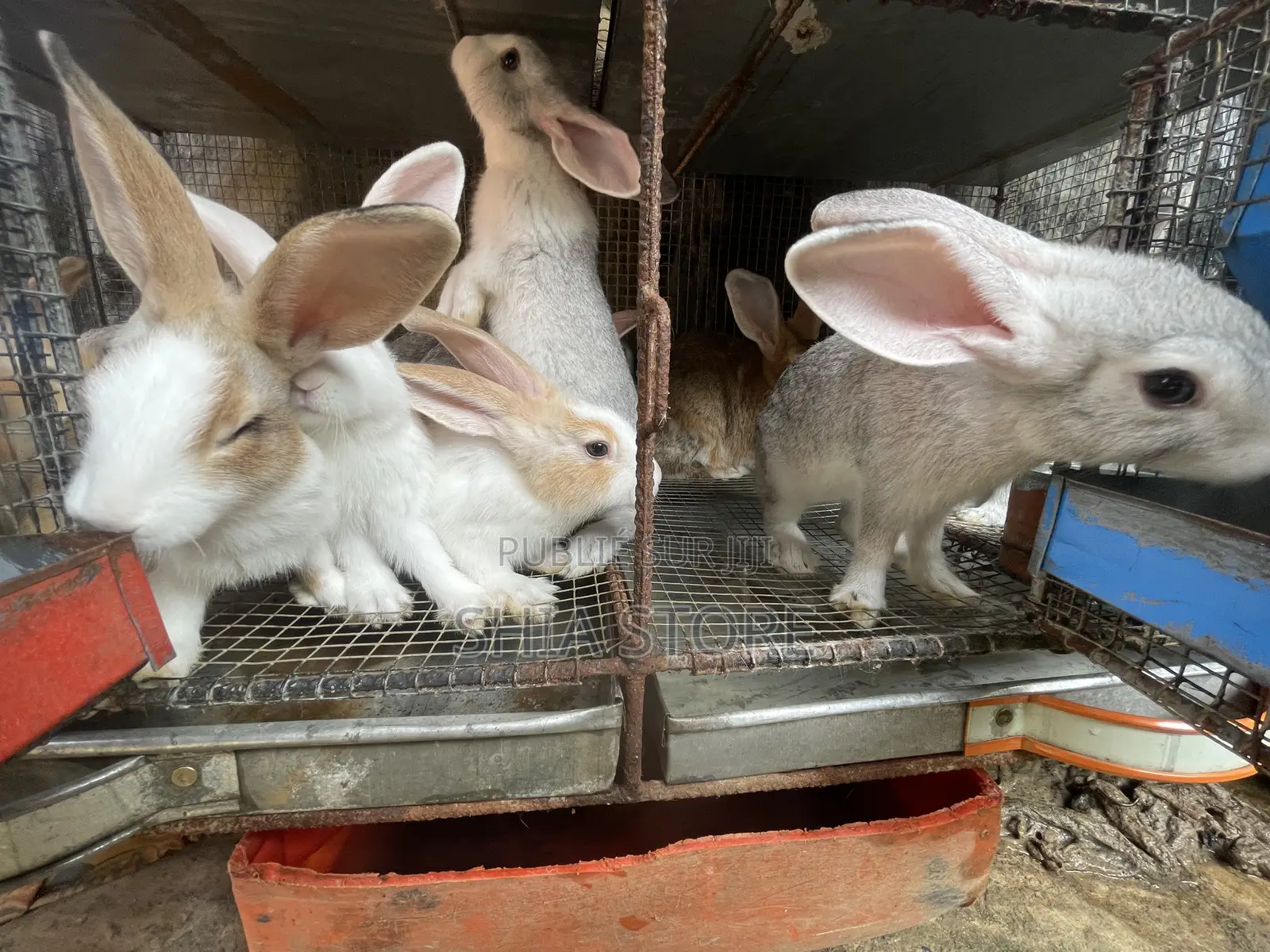 Lapins Fermiers en Bonne Santé – Reproduction Et Chair Disponibles