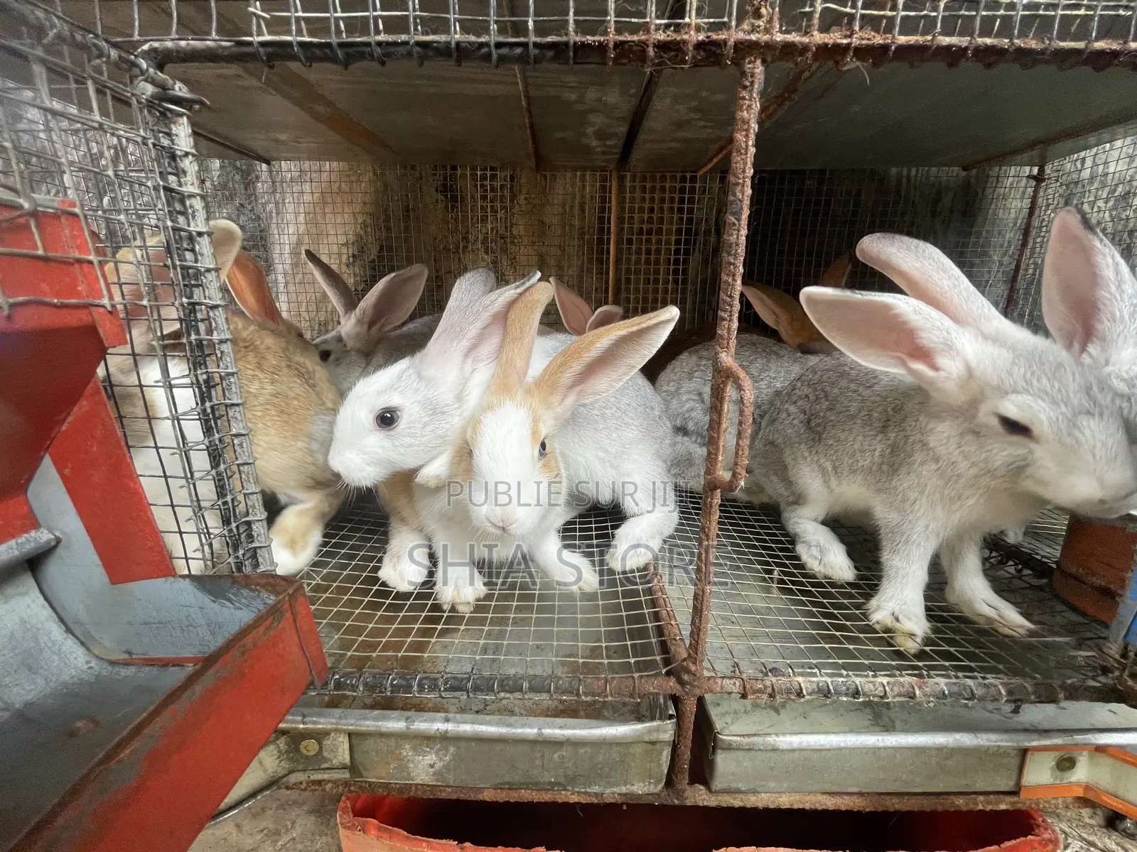 Lapins Fermiers en Bonne Santé – Reproduction Et Chair Disponibles
