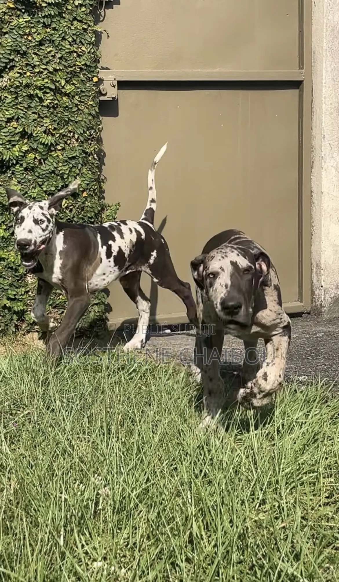 1-3 mois Homme Pure race Great Dane