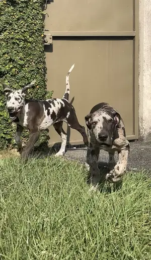 1-3 mois Homme Pure race Great Dane