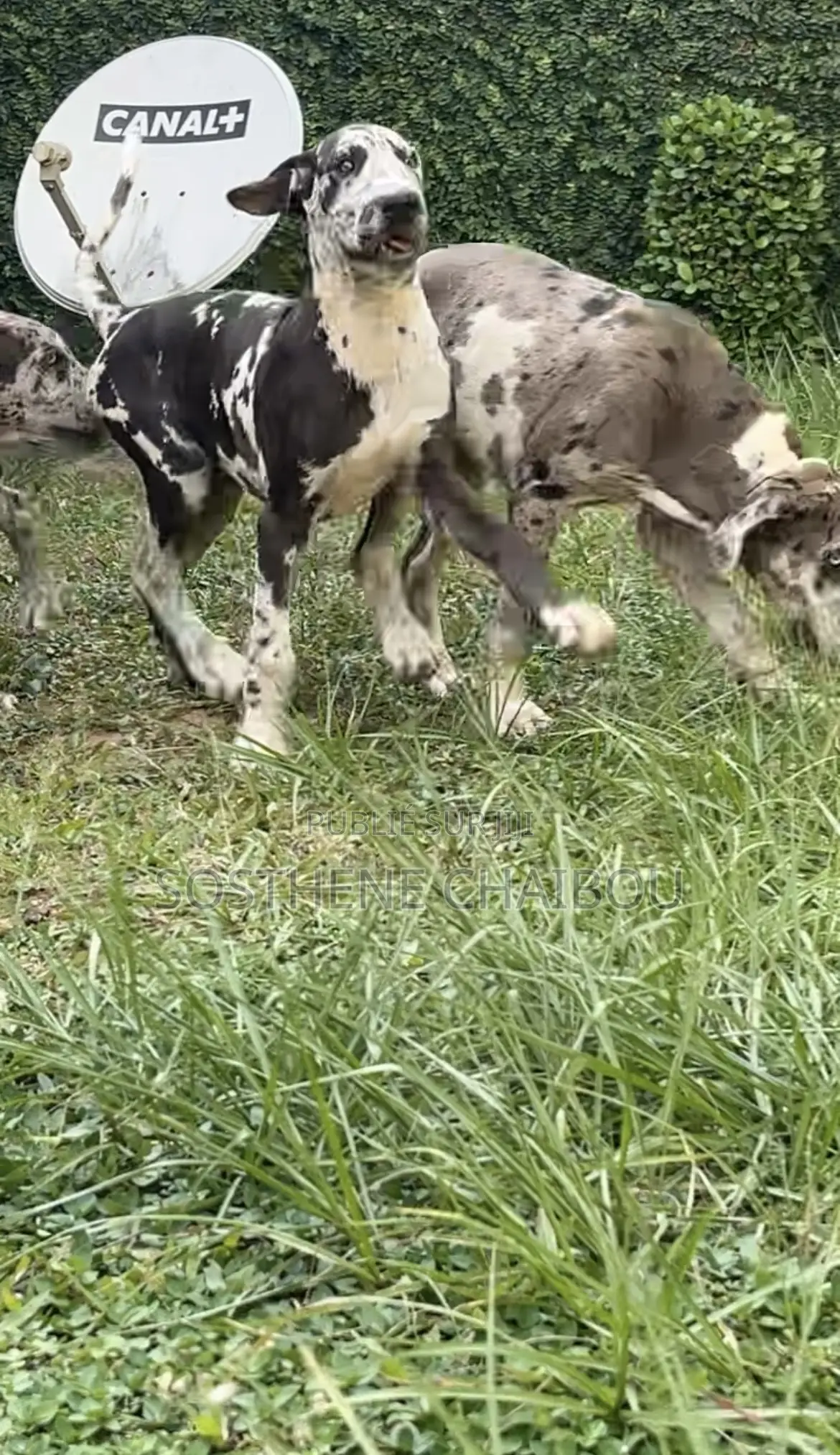 1-3 mois Homme Pure race Great Dane