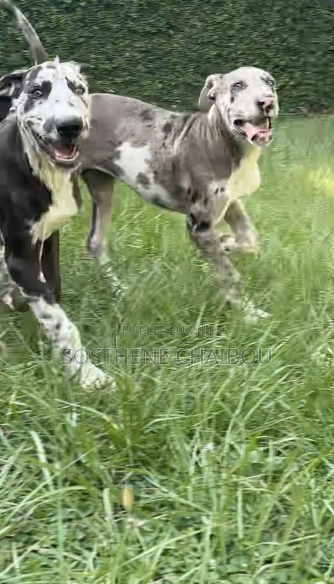 1-3 mois Homme Pure race Great Dane