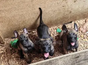 1-3 mois Femme Pure race Belgian Malinois