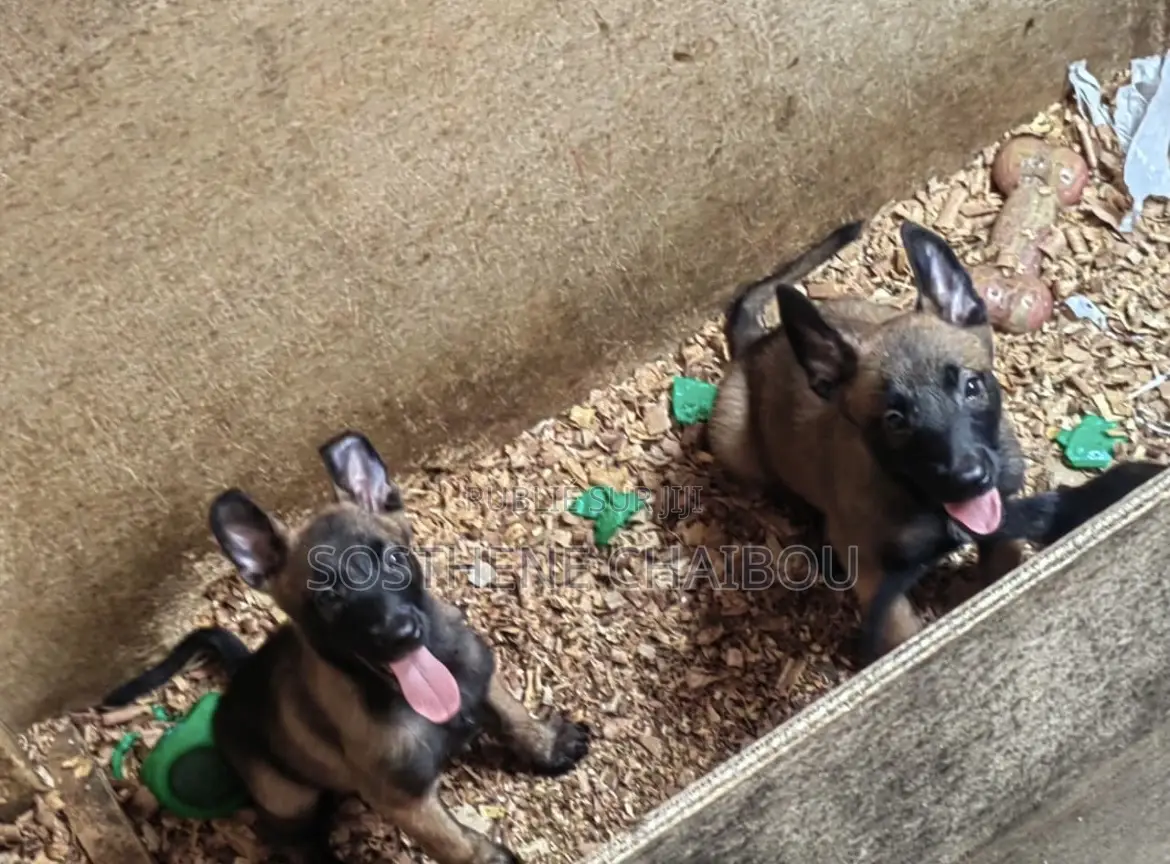 1-3 mois Femme Pure race Belgian Malinois