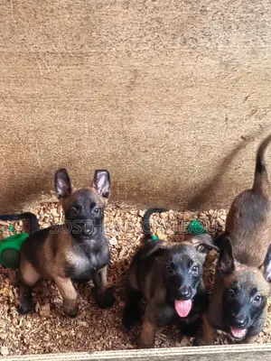 1-3 mois Femme Pure race Belgian Malinois