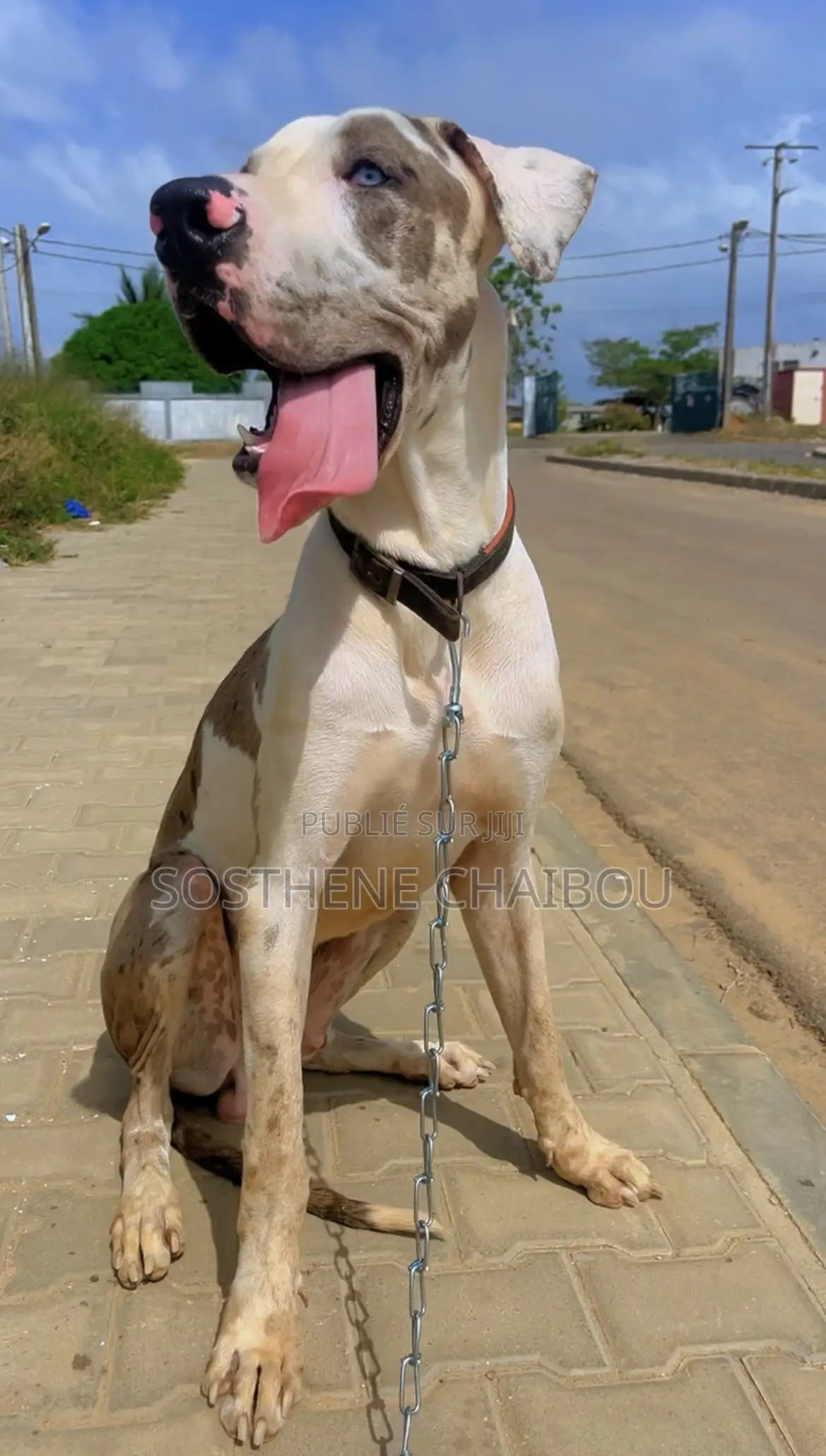 6 à 12 mois Homme Pure race Great Dane