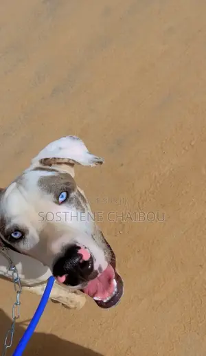 6 à 12 mois Homme Pure race Great Dane