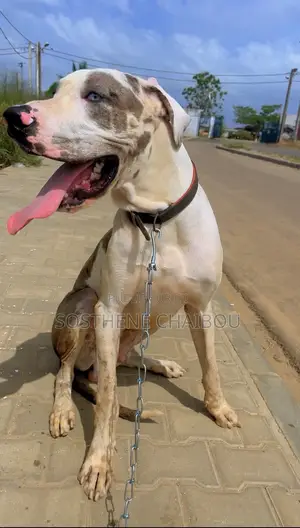 6 à 12 mois Homme Pure race Great Dane