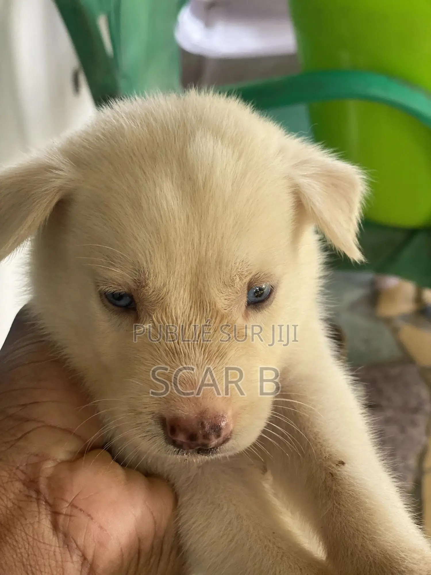 0-1 mois Homme Pure race Siberian Husky