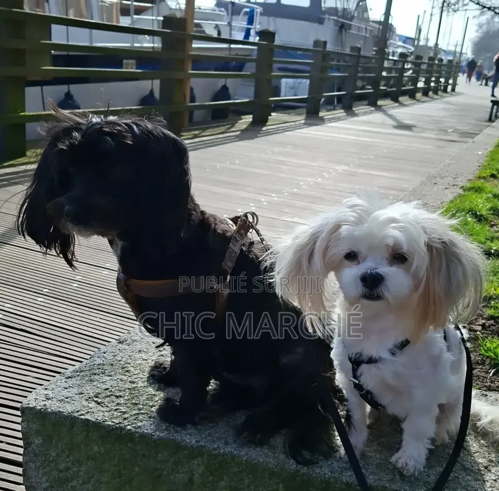 Plus d’un an Homme Pure race Poodle