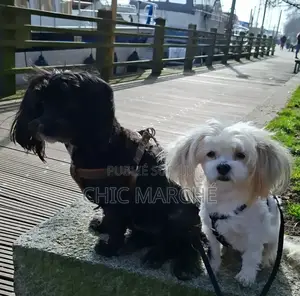 Plus d’un an Homme Pure race Poodle