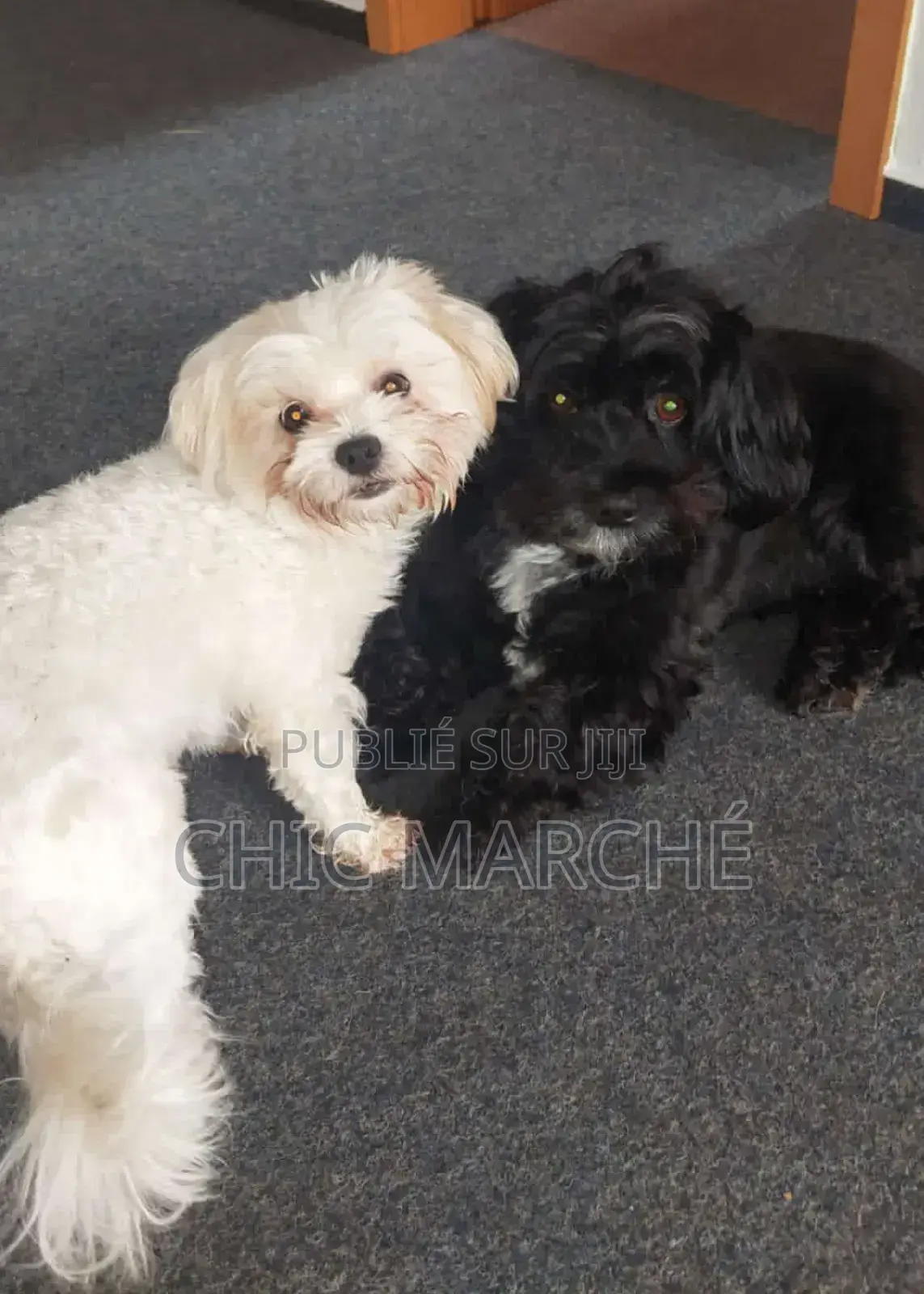 Plus d’un an Homme Pure race Poodle