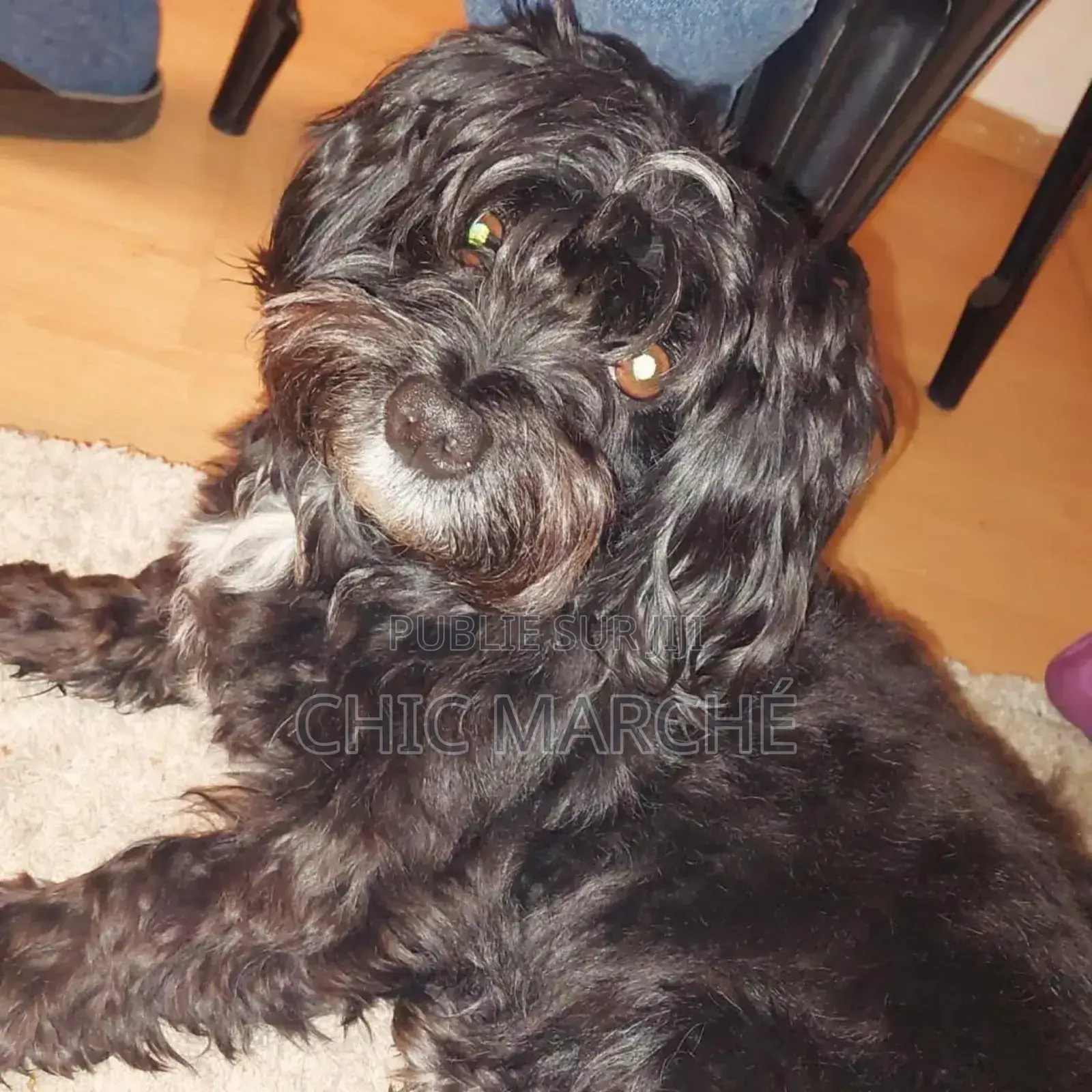 Plus d’un an Homme Pure race Poodle