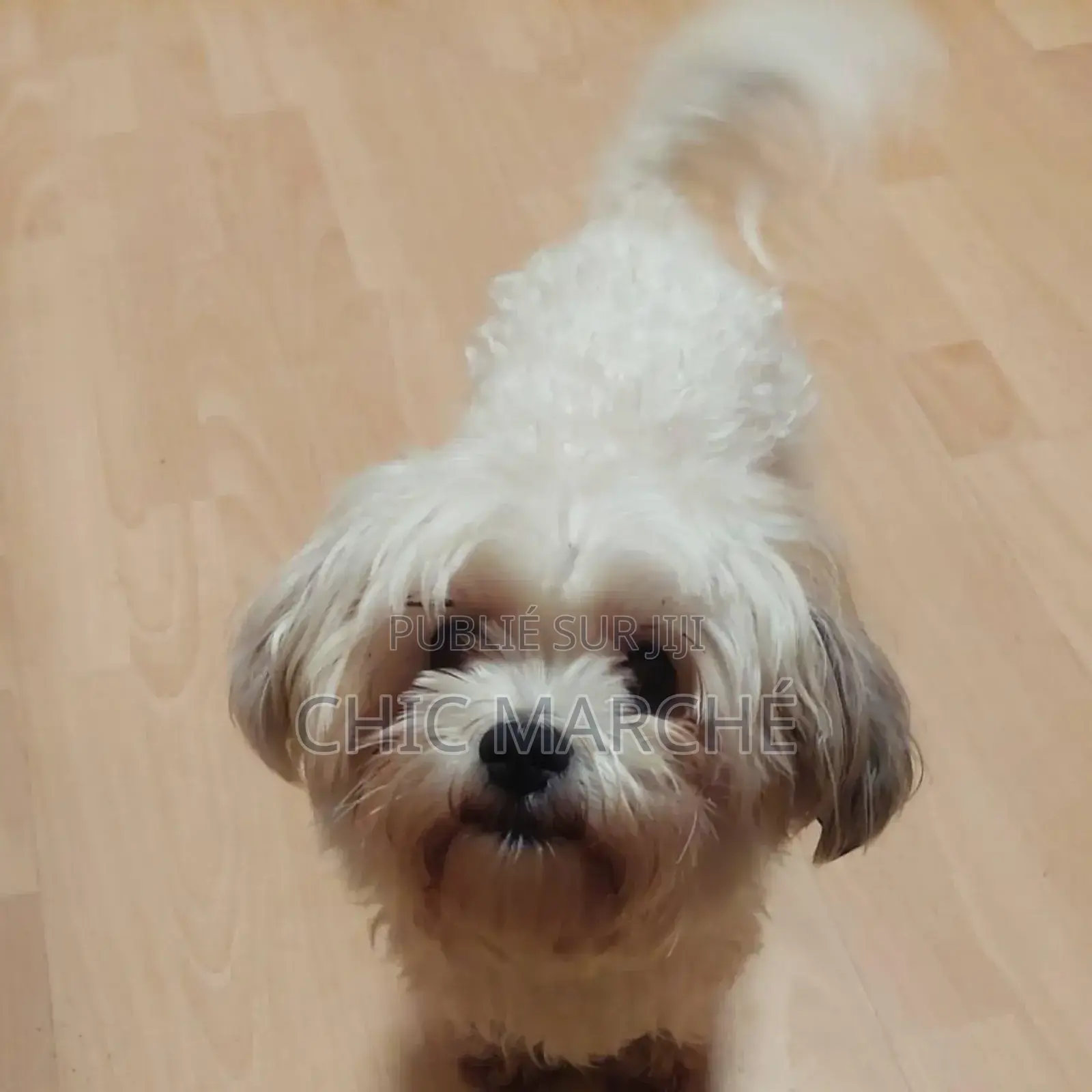 Plus d’un an Homme Pure race Poodle