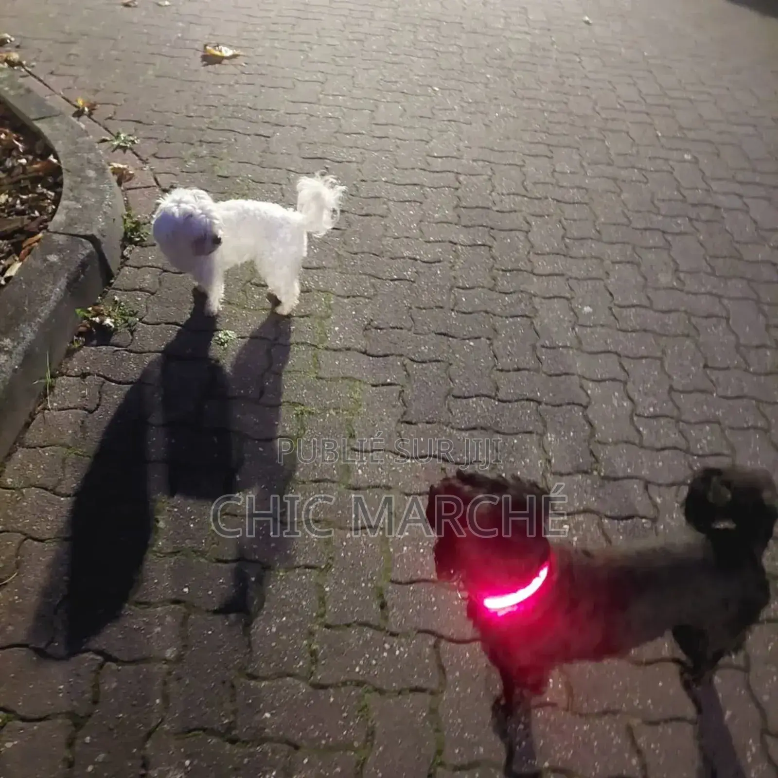 Plus d’un an Homme Pure race Poodle