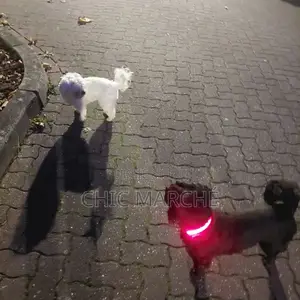 Plus d’un an Homme Pure race Poodle