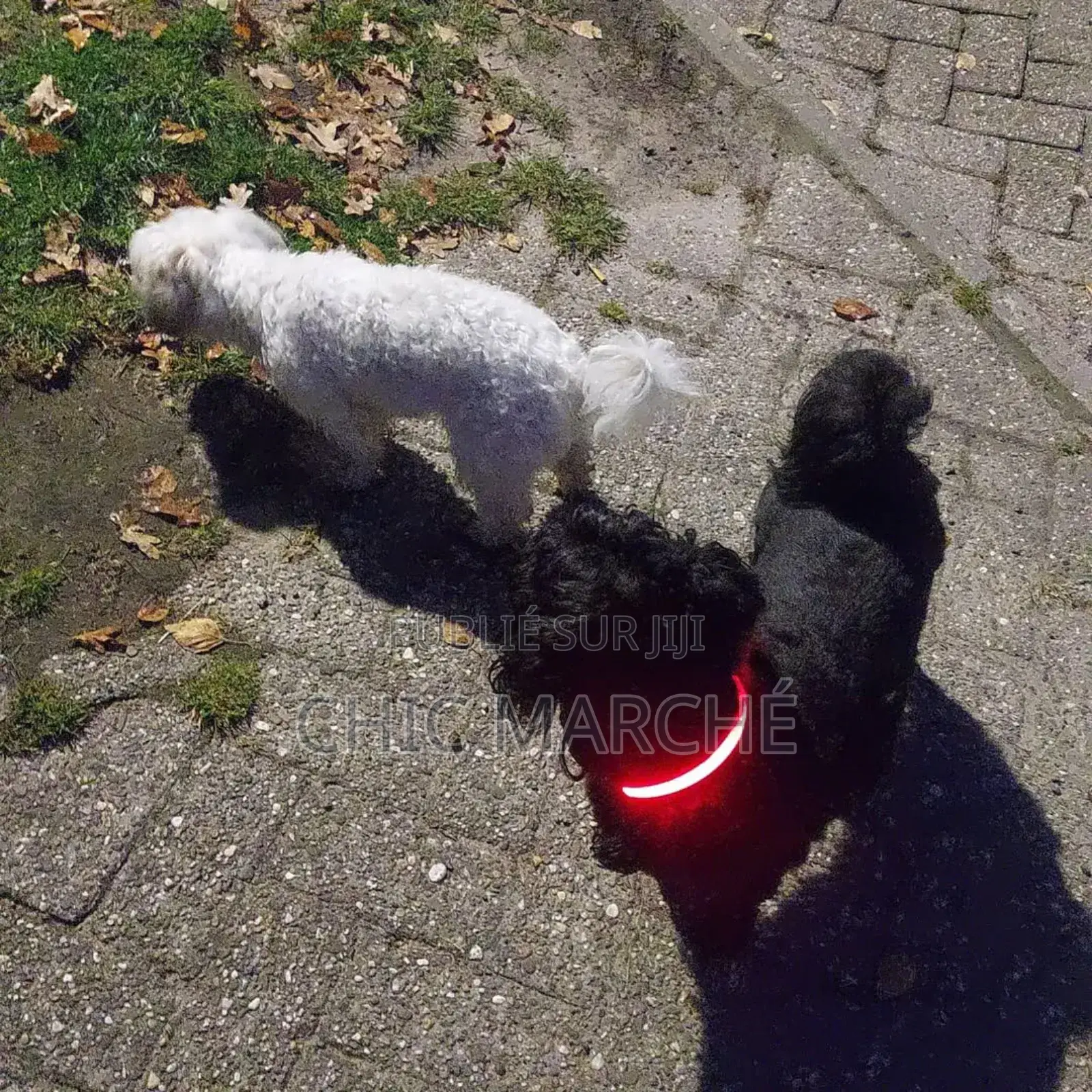 Plus d’un an Homme Pure race Poodle