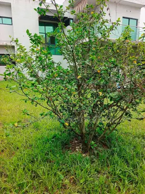 4chbre Villa dans Cocody à Louer