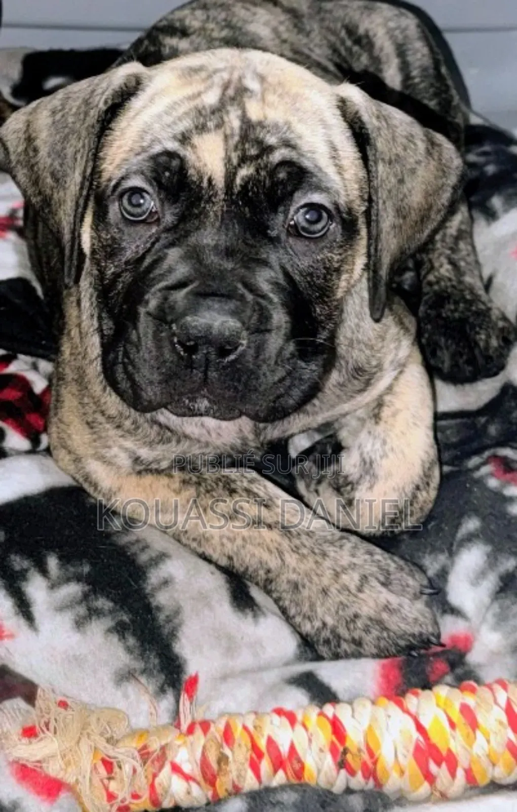 1-3 mois Homme Pure race Boerboel