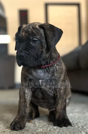 1-3 mois Homme Pure race Boerboel