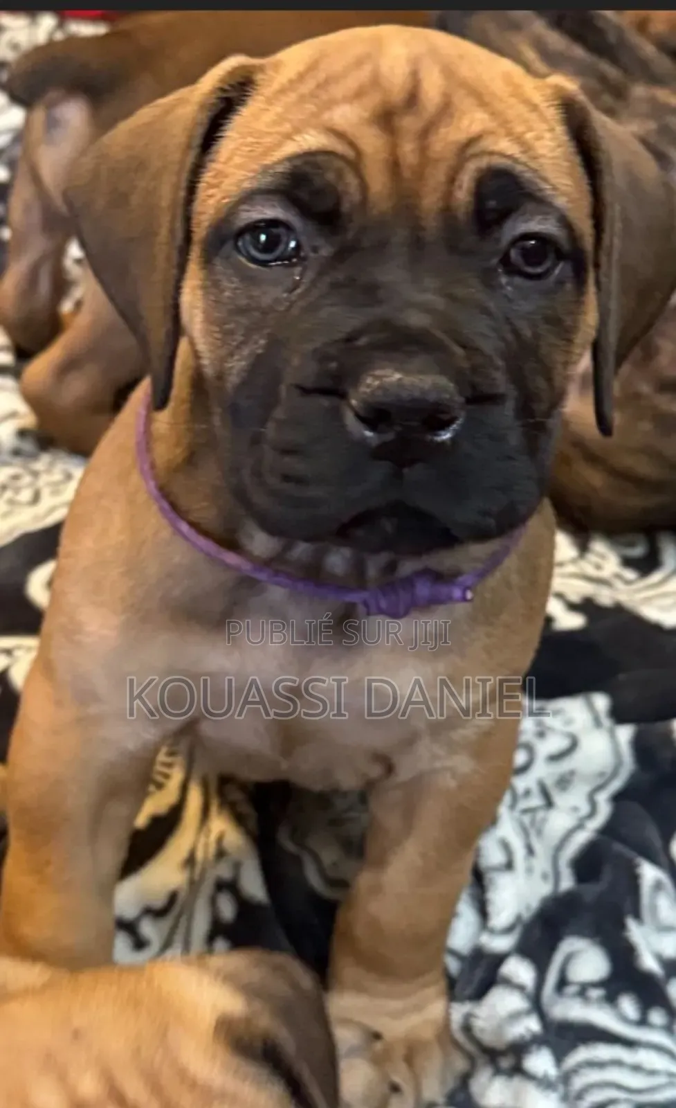 1-3 mois Homme Pure race Boerboel