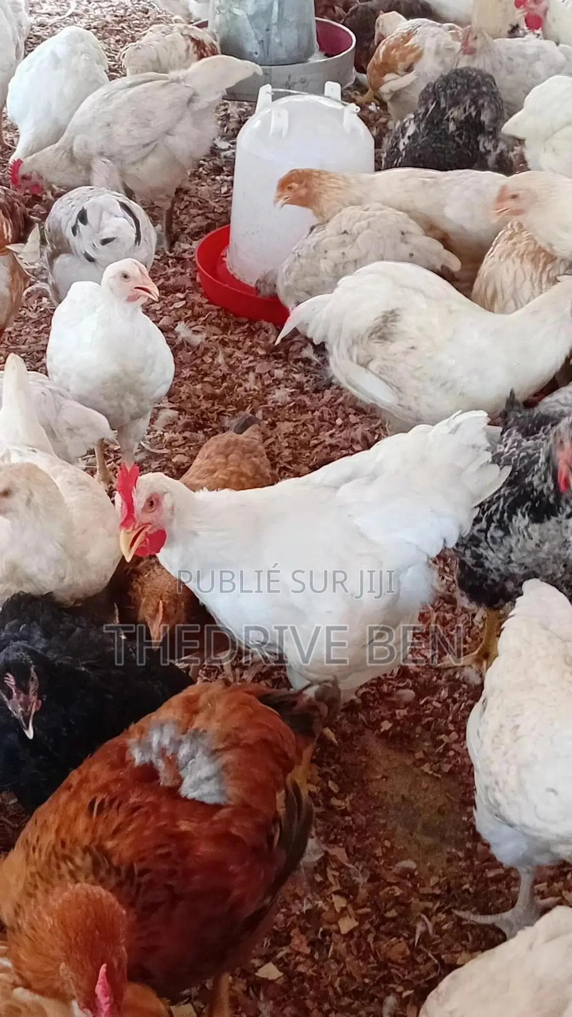 Ferme Du Poulet Halal