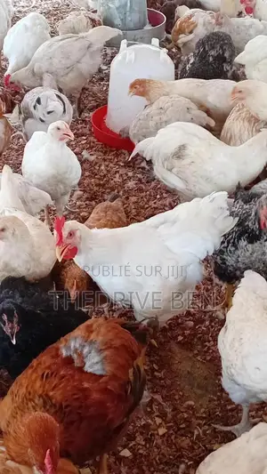 Ferme Du Poulet Halal