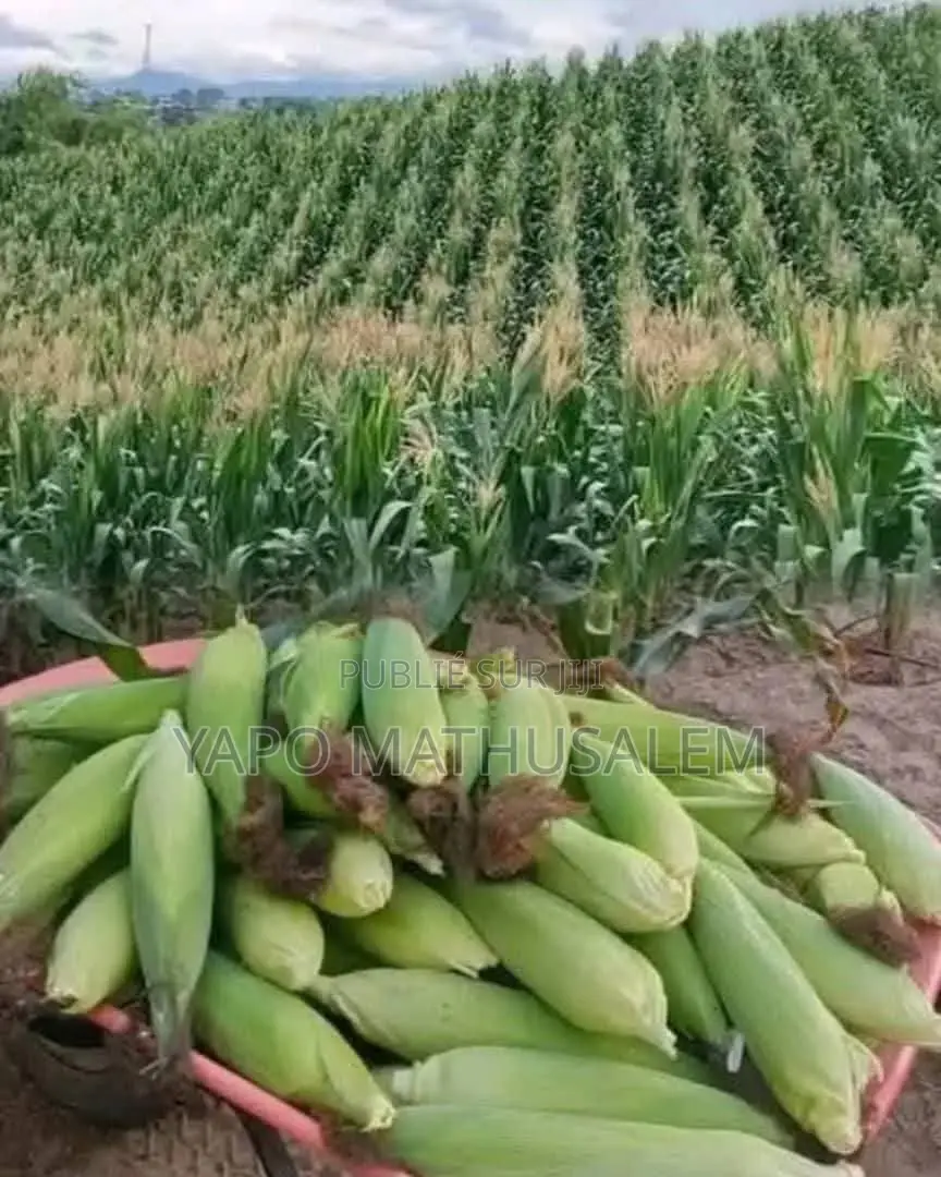 4tree Engrais Bio Ionique Solutions Agricoles Durables