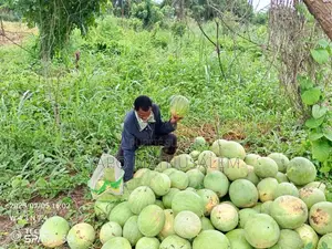 4tree Engrais Bio Ionique Solutions Agricoles Durables