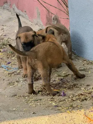 1-3 mois Homme Pure race Belgian Malinois