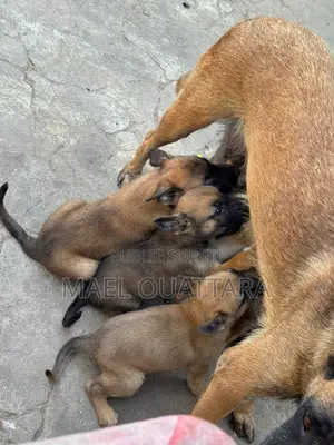 1-3 mois Homme Pure race Belgian Malinois