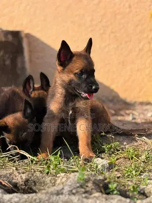 1-3 mois Homme Pure race Belgian Malinois