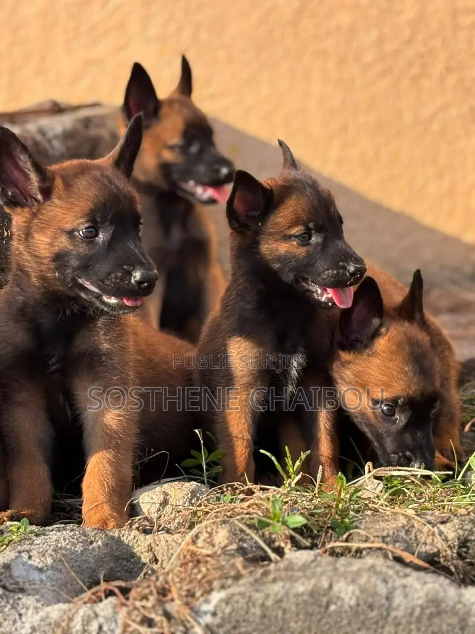 1-3 mois Homme Pure race Belgian Malinois