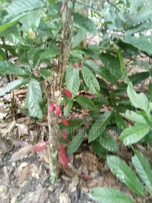 Vente De Foret a Yakro