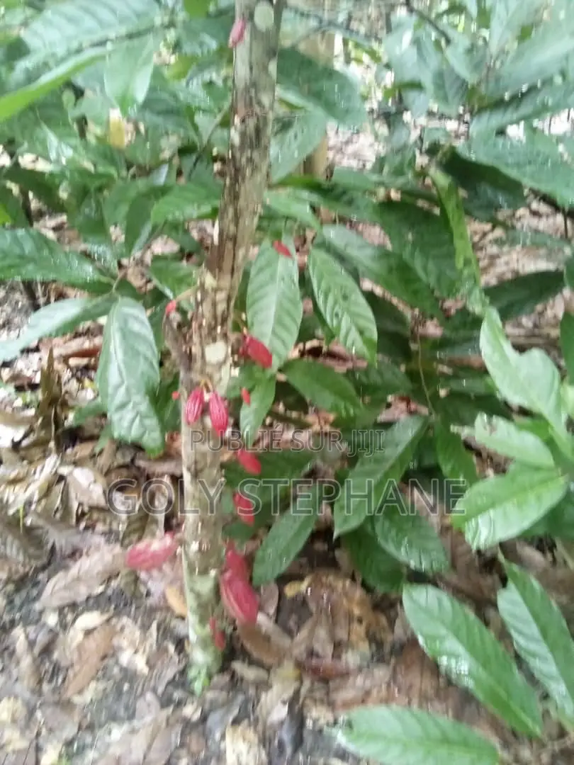 Vente De Foret a Yakro