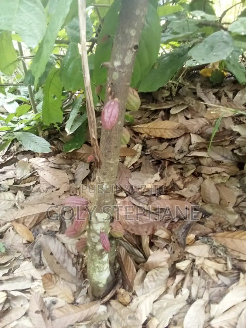 Vente De Foret a Yakro