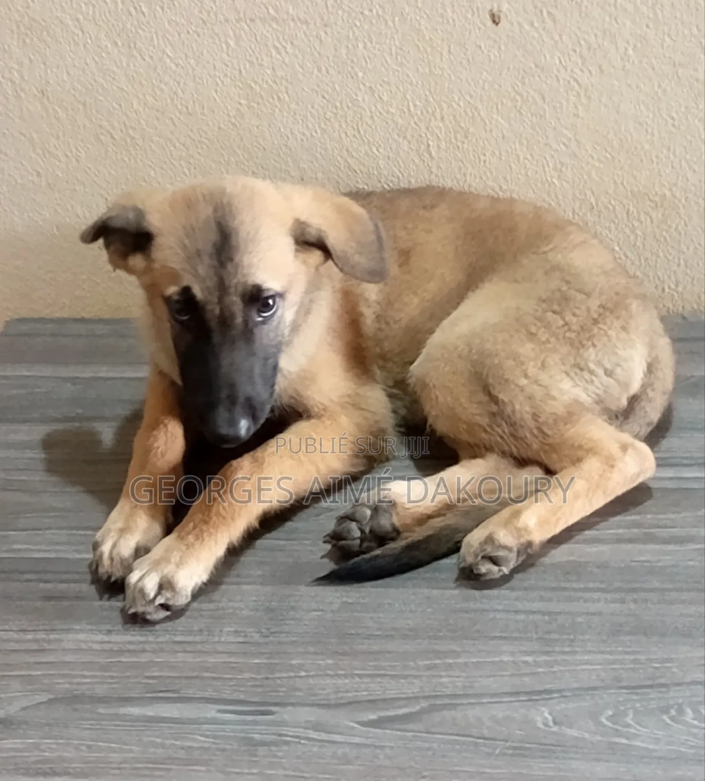 1-3 mois Homme Pure race Belgian Malinois