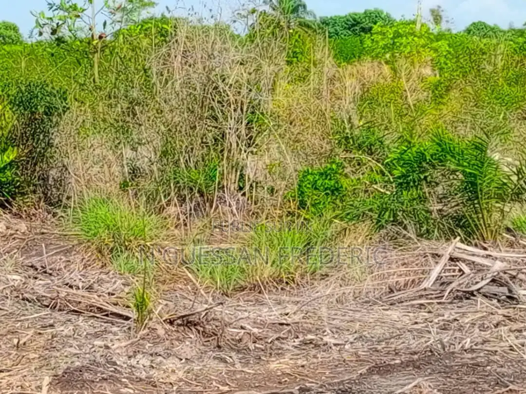 156ha Avec Acd Pieds Dans l'Eau en Vente Entre Les 2 Ponts De Bassam