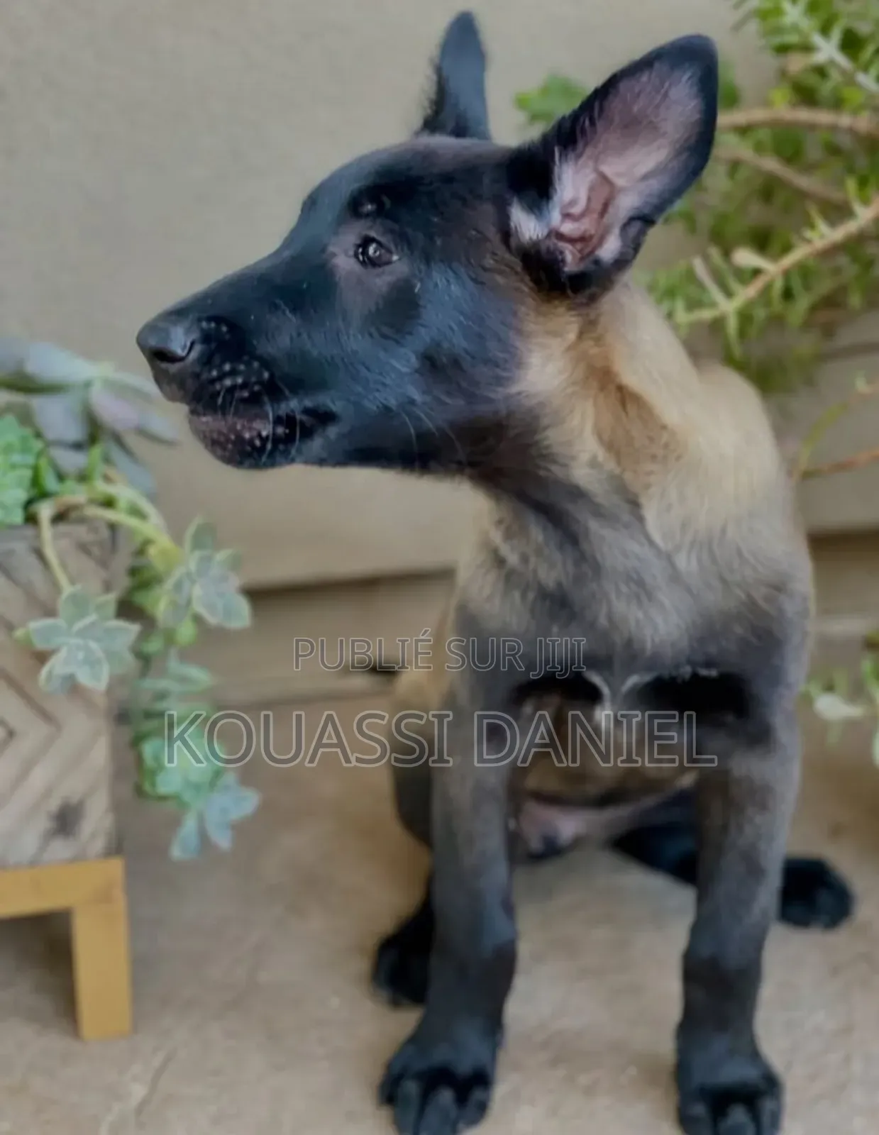 1-3 mois Femme Pure race Belgian Malinois