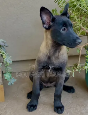 1-3 mois Femme Pure race Belgian Malinois