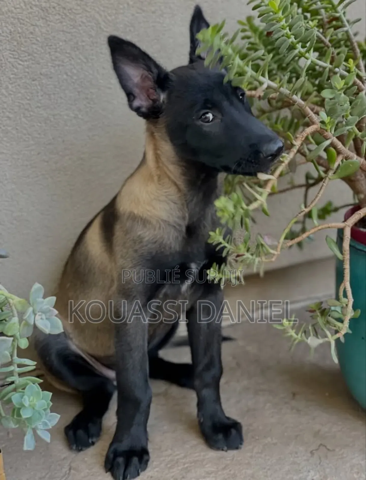 1-3 mois Femme Pure race Belgian Malinois