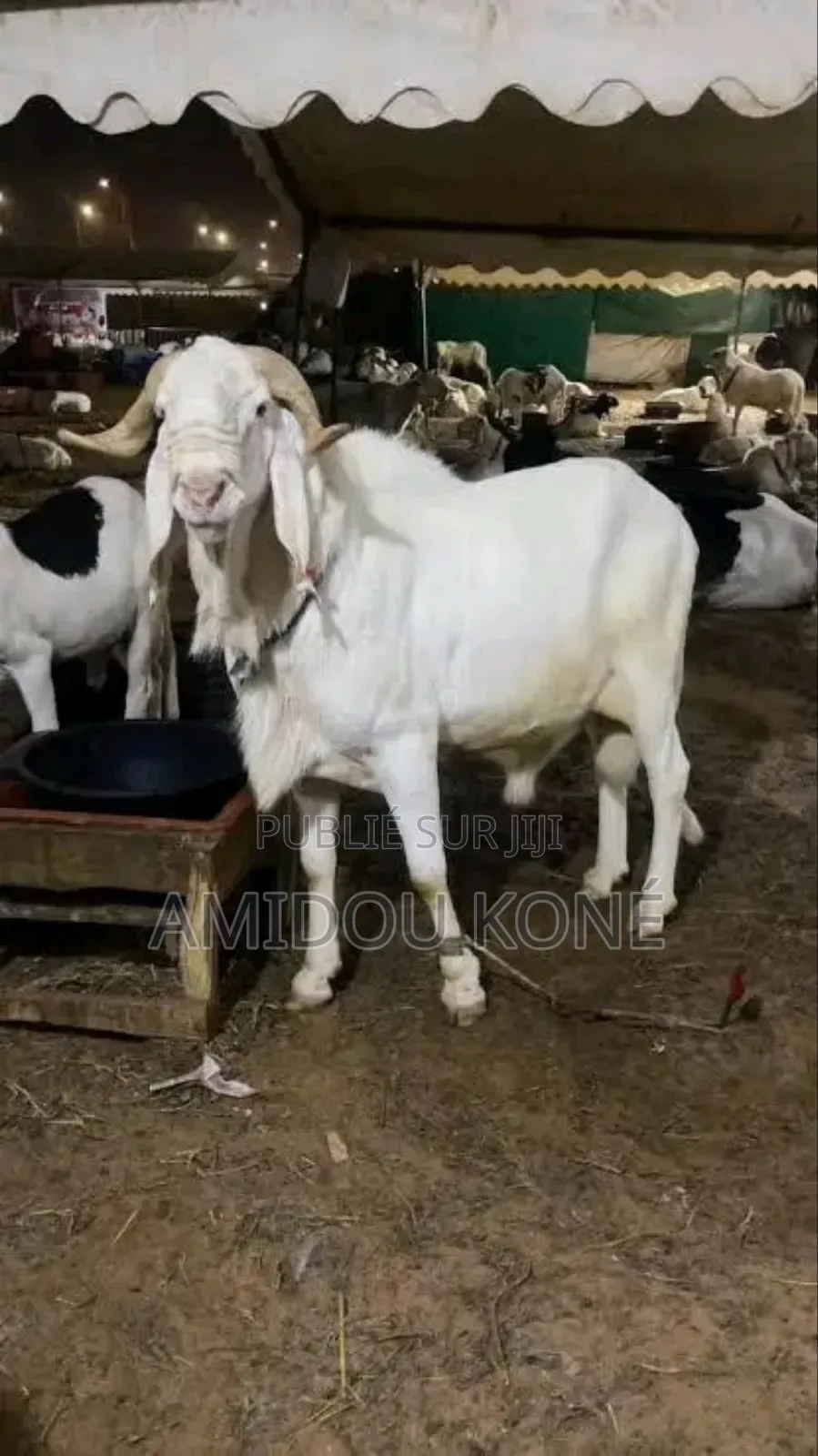 Mouton Noir Et Blanc