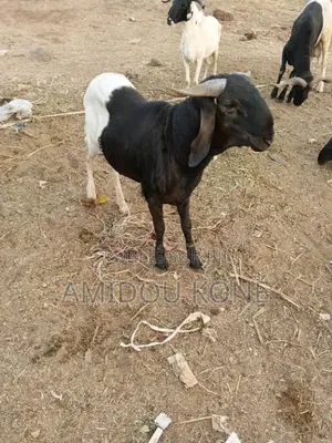 Mouton Noir Et Blanc