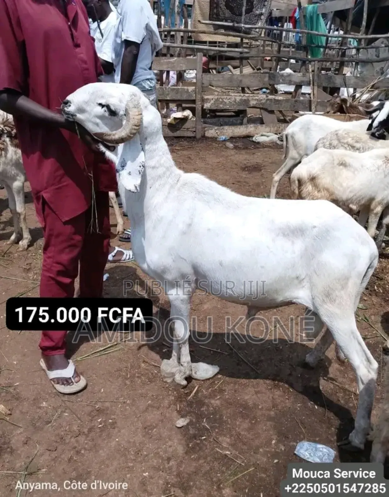 Mouton Noir Et Blanc